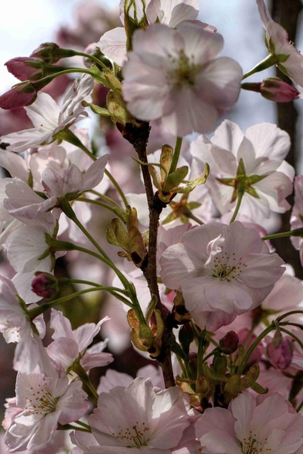 Blossom Bloom Pink Flower Nature Summer Shrubs Blossom Bloom Pink Flower Nature Summer Shrubs