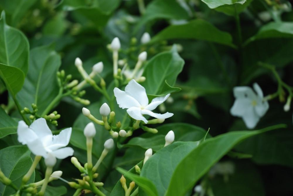 Flower White Wildflower White Flower Macro Nature Flower White Wildflower White Flower Macro Nature