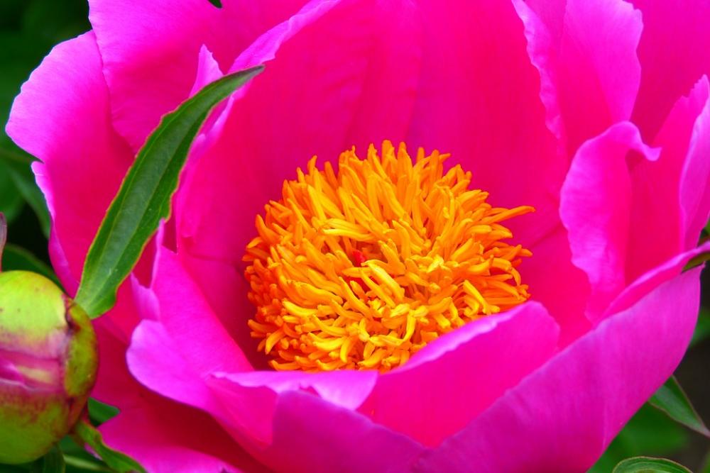 Flower Summer Flowers Blossom Bloom Pink Nature Flower Summer Flowers Blossom Bloom Pink Nature