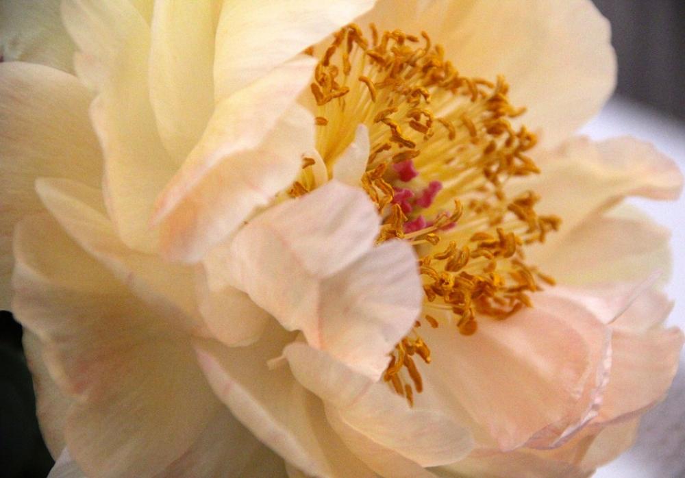 Flower Rose Way Of The Roses Peony Blossom Bloom Flower Rose Way Of The Roses Peony Blossom Bloom