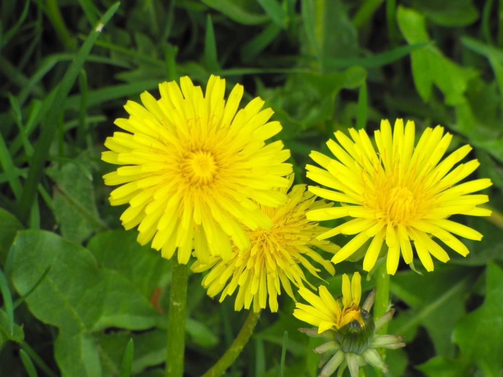 Flower Yellow Flower Dandelion Summer Flower Yellow Flower Dandelion Summer