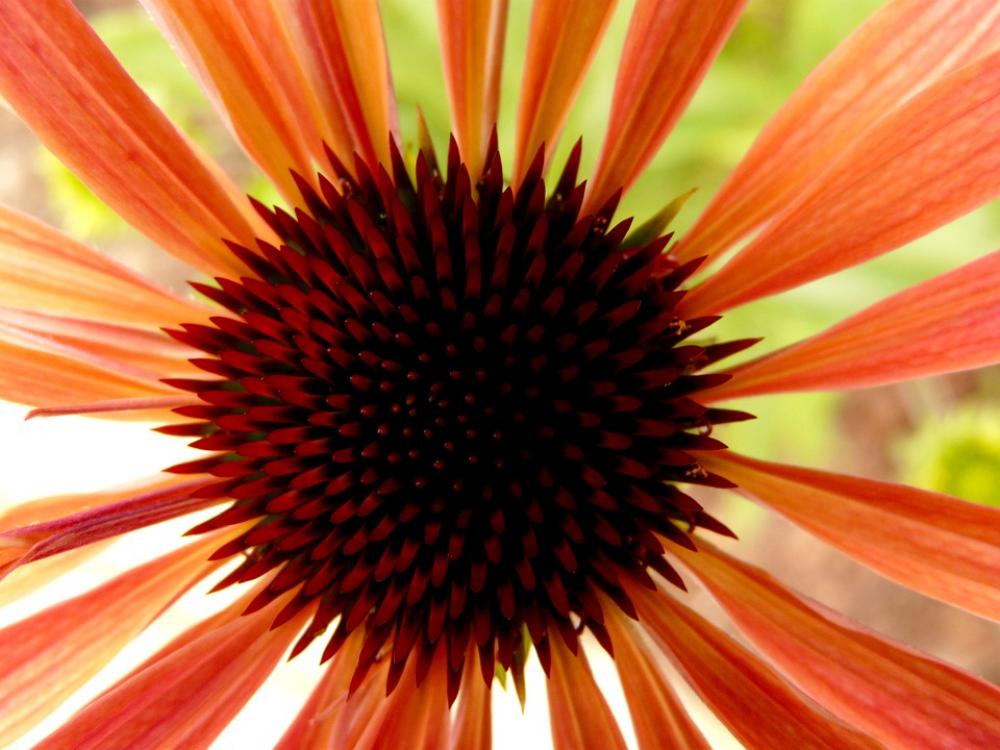 Flower Orange Nature Flora Red Flower Orange Nature Flora Red