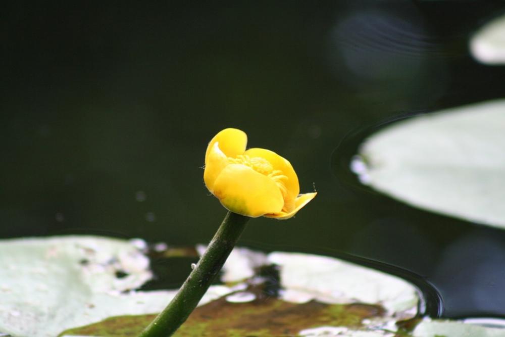 Blossom Bloom Yellow Nature Blossom Bloom Yellow Nature