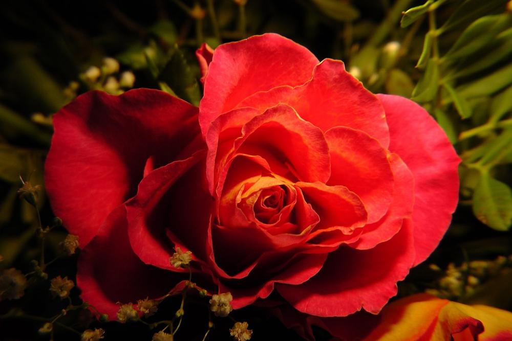 Blossom Bloom Rose Red Blossom Bloom Rose Red