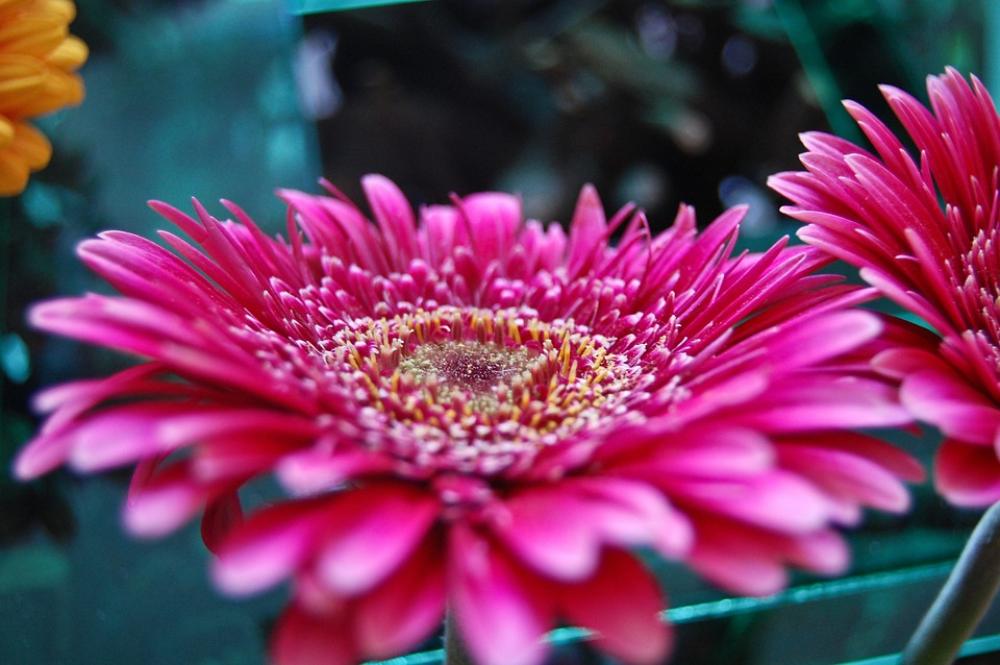 Flower Red Nature Flower Red Nature