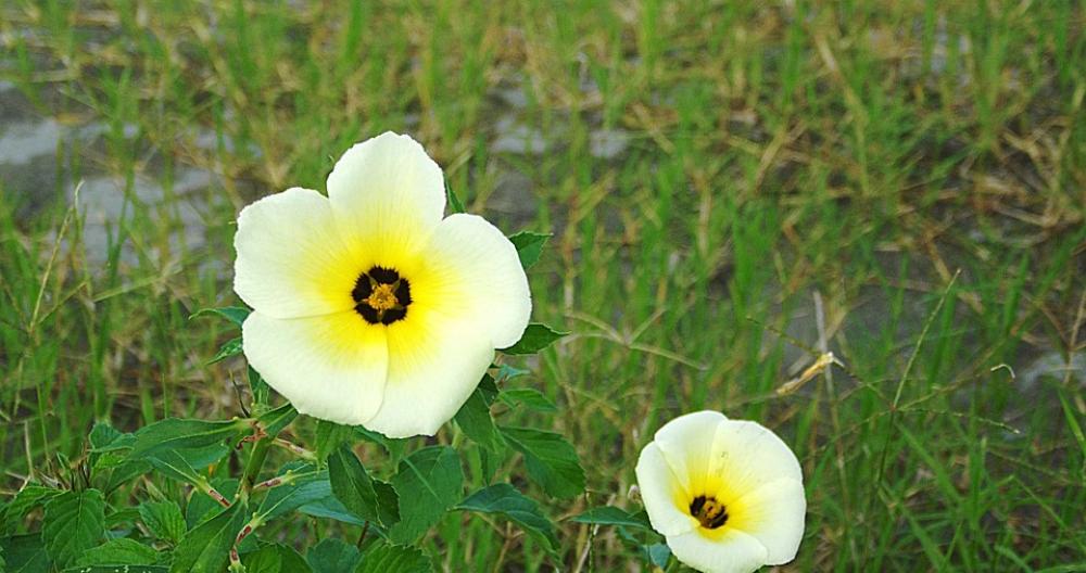 Flower Flowers Nature Green Flower Flowers Nature Green