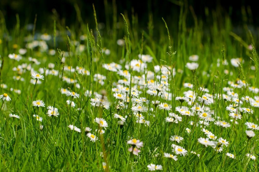 Flower Summer Spring Gardening Macro Object Flower Summer Spring Gardening Macro Object
