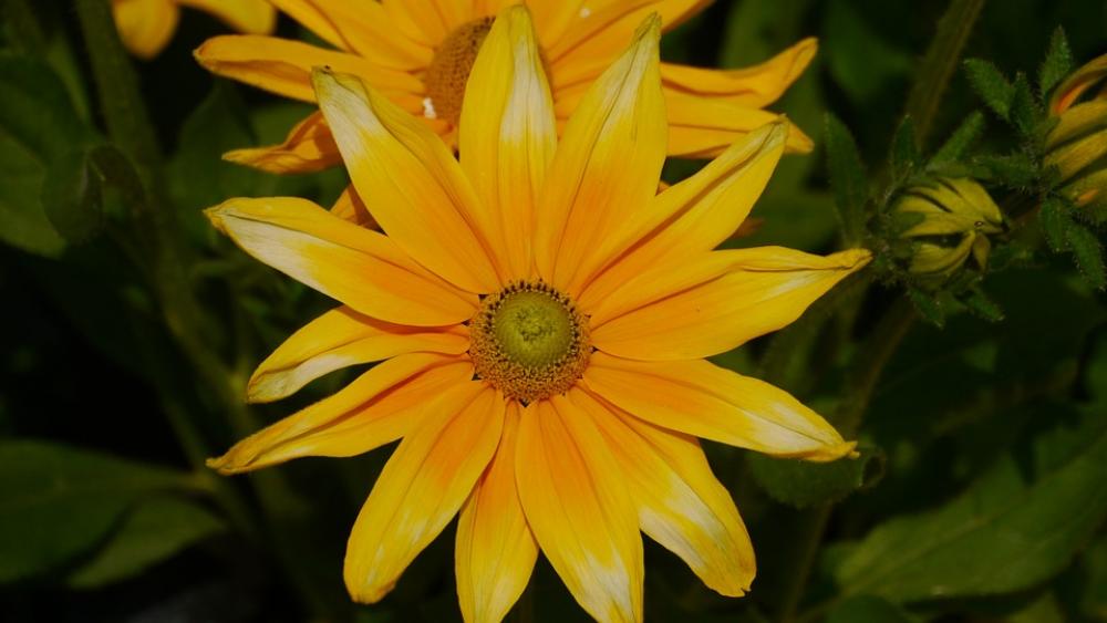 Flower Yellow Flower Summer Summer Flowers Flower Yellow Flower Summer Summer Flowers