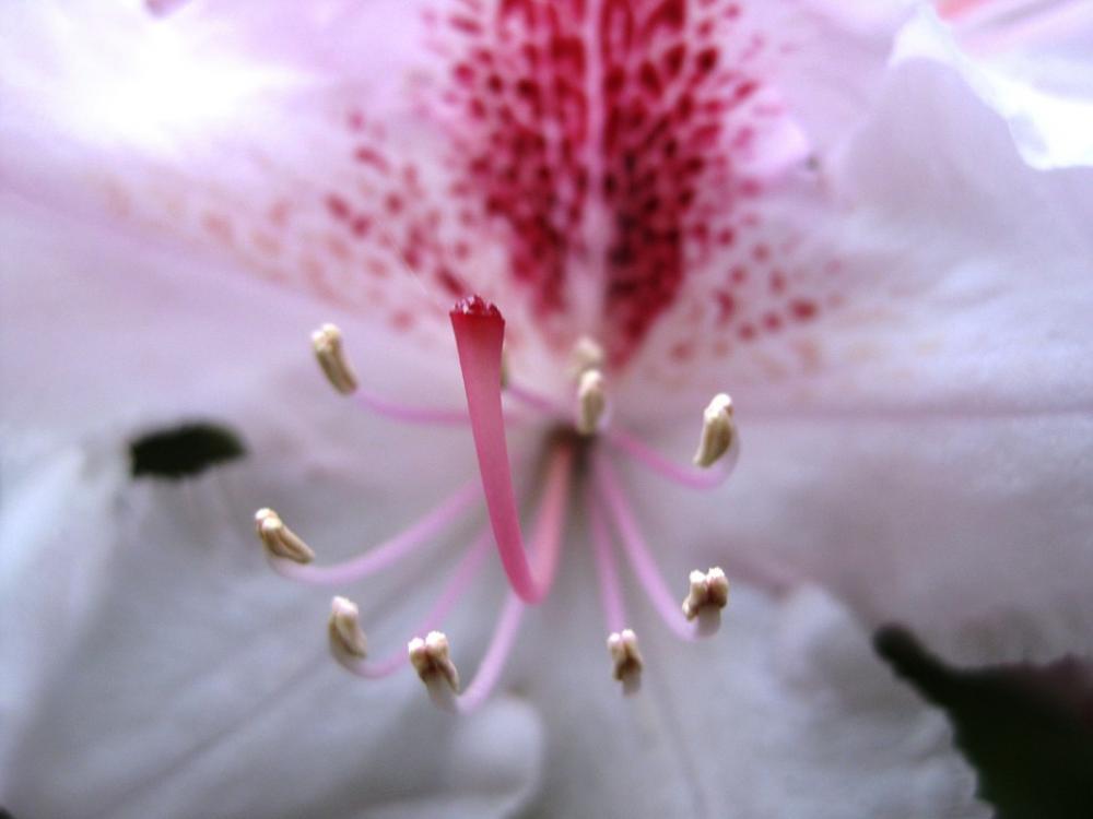 Flower White Plant Flower White Plant
