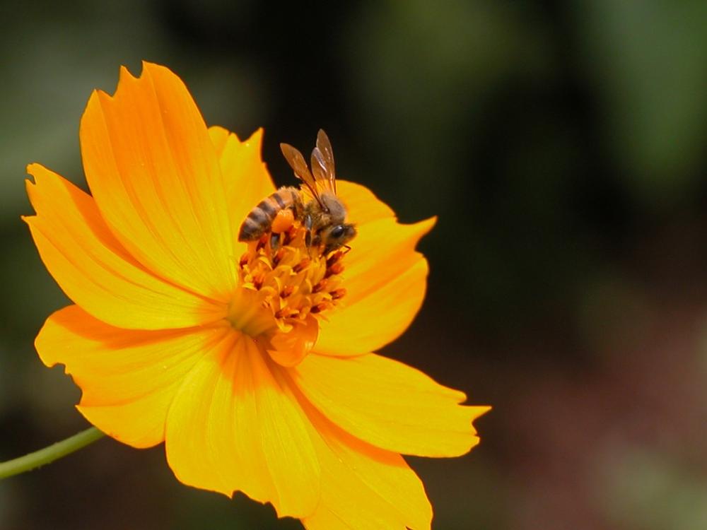 Flower Bee Orange Flower Bee Orange