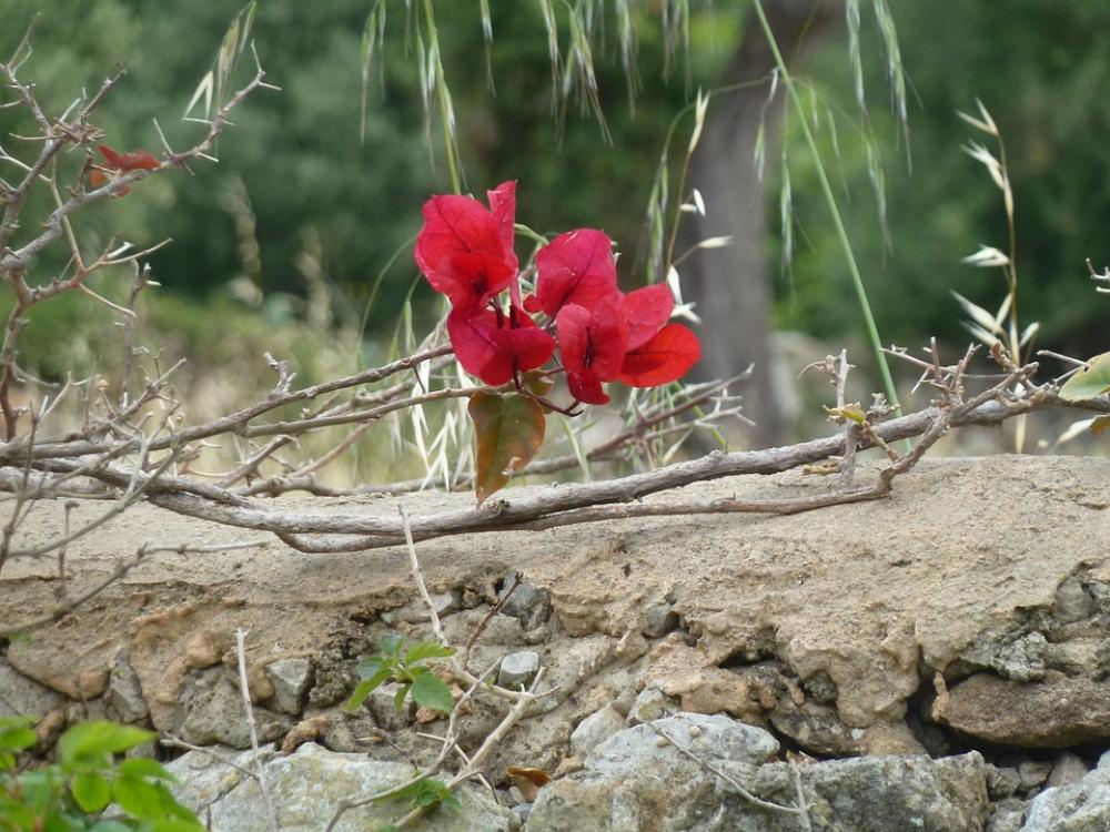 Flower Wall South Nature Flower Wall South Nature