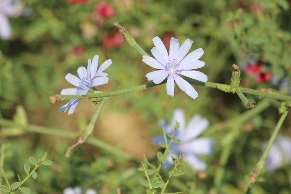 Flower Plant Concerning Perennial Flower Plant Concerning Perennial