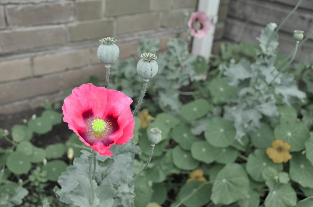 Flower Poppy Red Flower Poppy Red