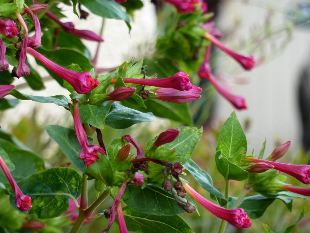 Flower Pink Nature Leaf Spring Summer Flower Pink Nature Leaf Spring Summer