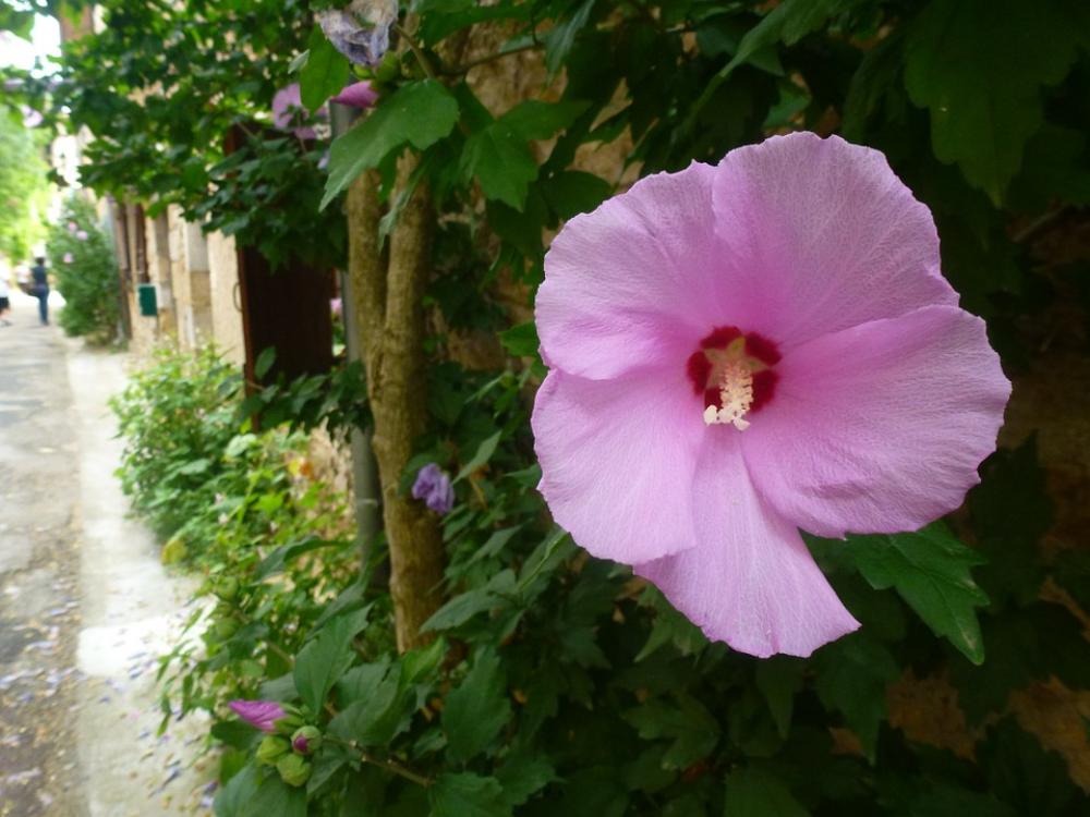 Flower Pink Nature Flower Pink Nature