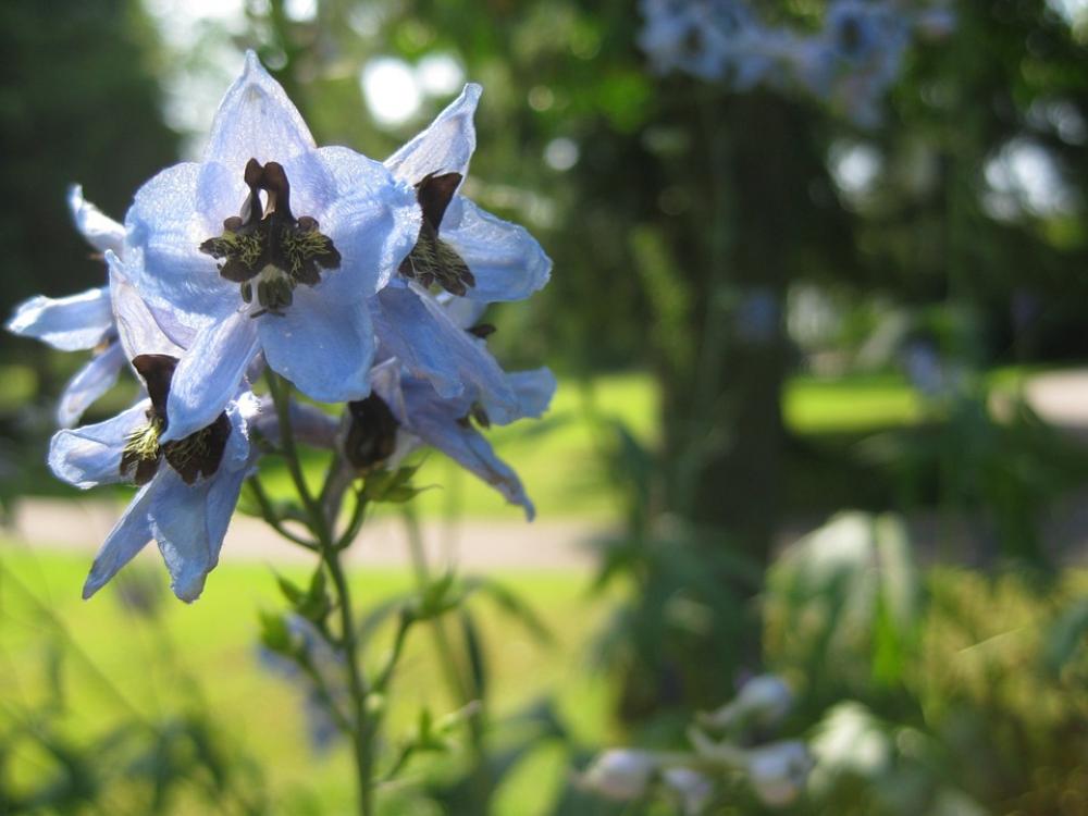 Flower Blossom Bloom Spring Nature Plant Helllila Flower Blossom Bloom Spring Nature Plant Helllila