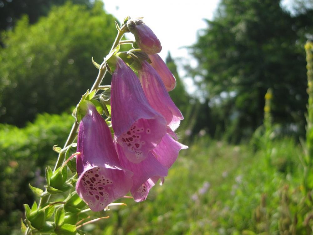 Flower Blossom Bloom Nature Plant Violet Pink Flower Blossom Bloom Nature Plant Violet Pink
