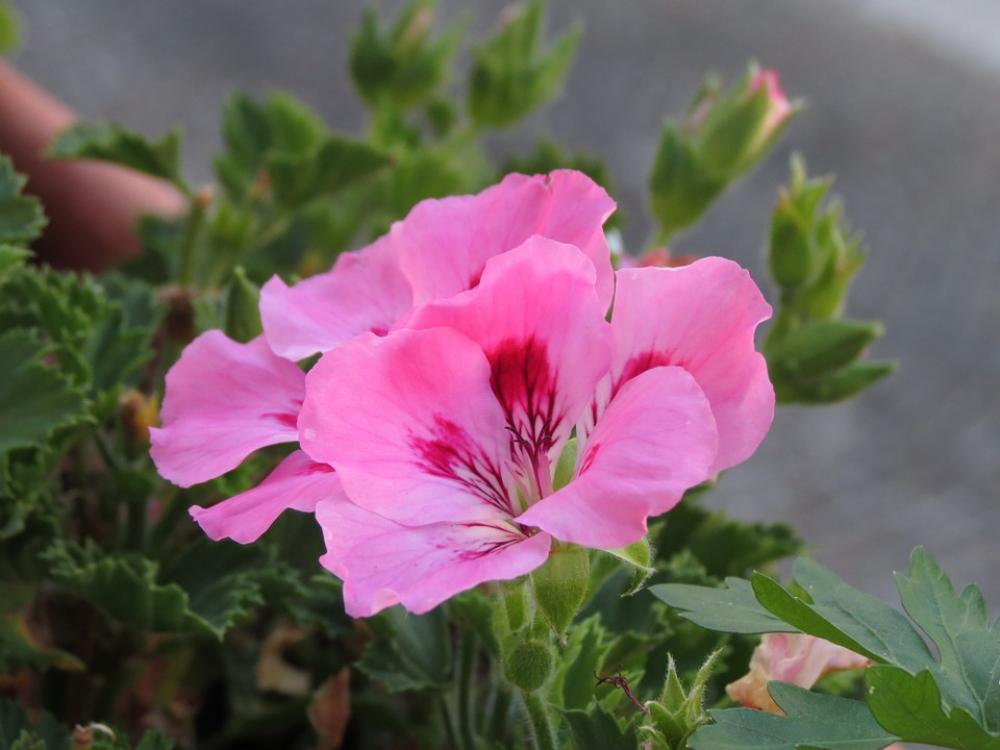 Flower Flowers Nature Macro Flower Flowers Nature Macro