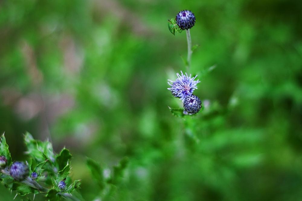 Flower Bug Grass Plants Green Flower Bug Grass Plants Green