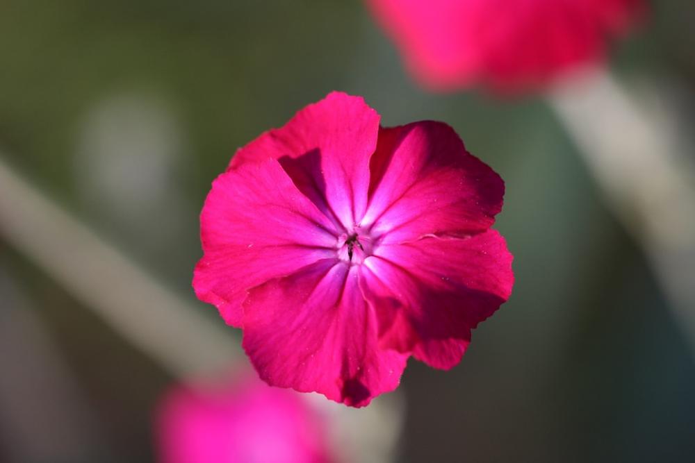 Flower Nature Plant Color Blossom Bloom Flora Flower Nature Plant Color Blossom Bloom Flora