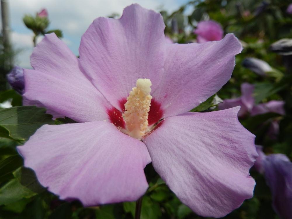 Flower Pink Macro Flower Pink Macro