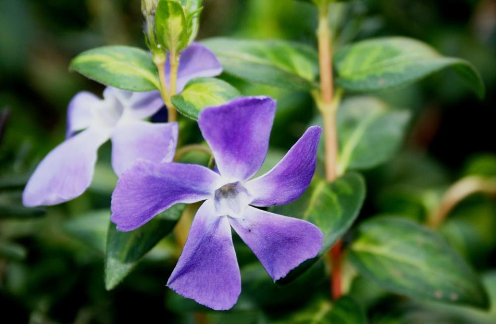 Flower Bloom Petals Purple Green Leaves Delicate Flower Bloom Petals Purple Green Leaves Delicate