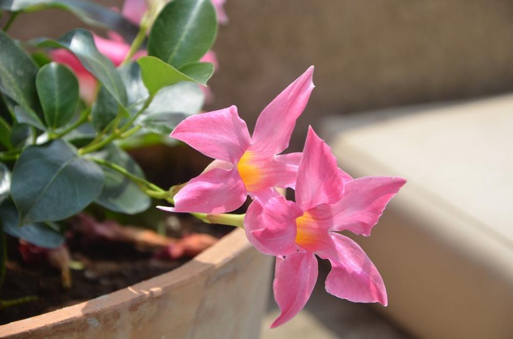 Flower Flowers Bloom Pink Flower Rosa Flower Flowers Bloom Pink Flower Rosa