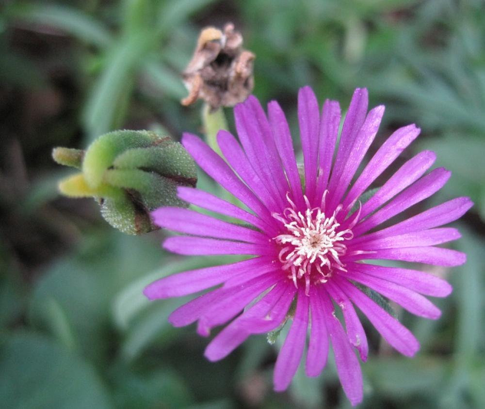 Flower Vygie Bloom Dainty Deep Pink Bright Flower Vygie Bloom Dainty Deep Pink Bright