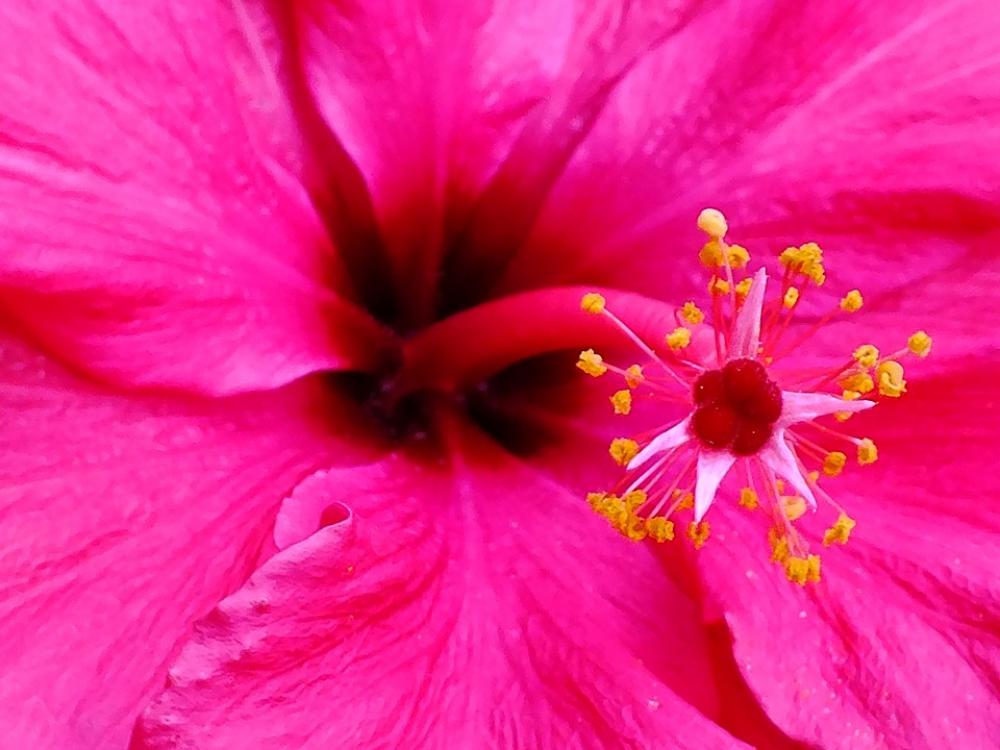 Flower Flowers Purple Prado Spring Colorful Flower Flowers Purple Prado Spring Colorful