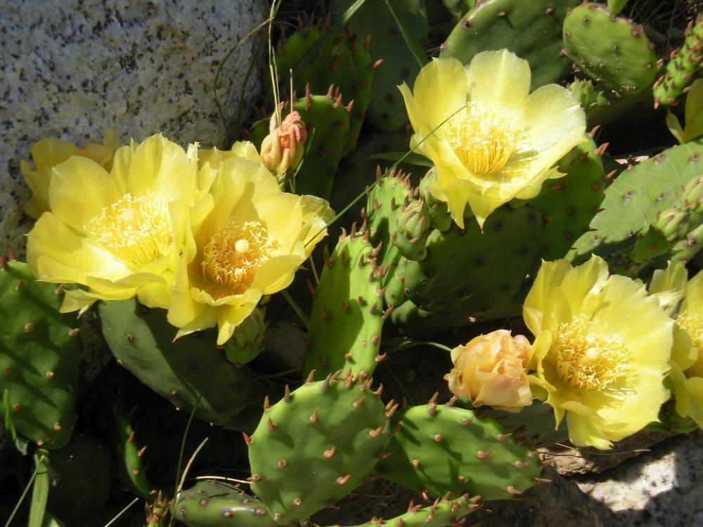 Flower Yellow Flower Prickly Pear Flower Yellow Flower Prickly Pear
