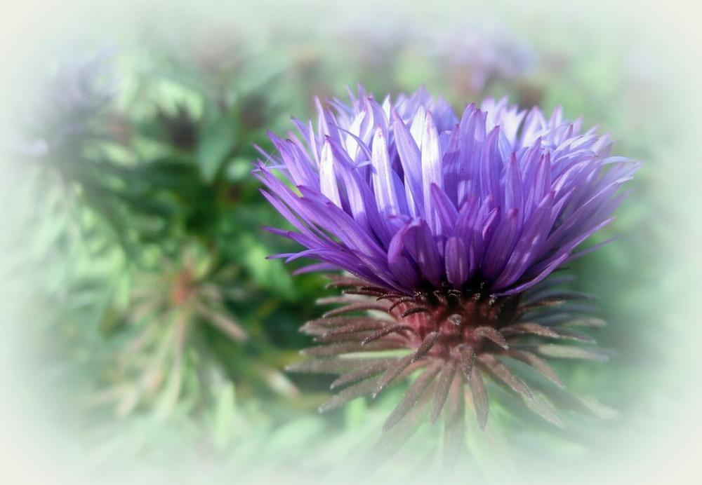 Flower Nature Plant Flower Nature Plant