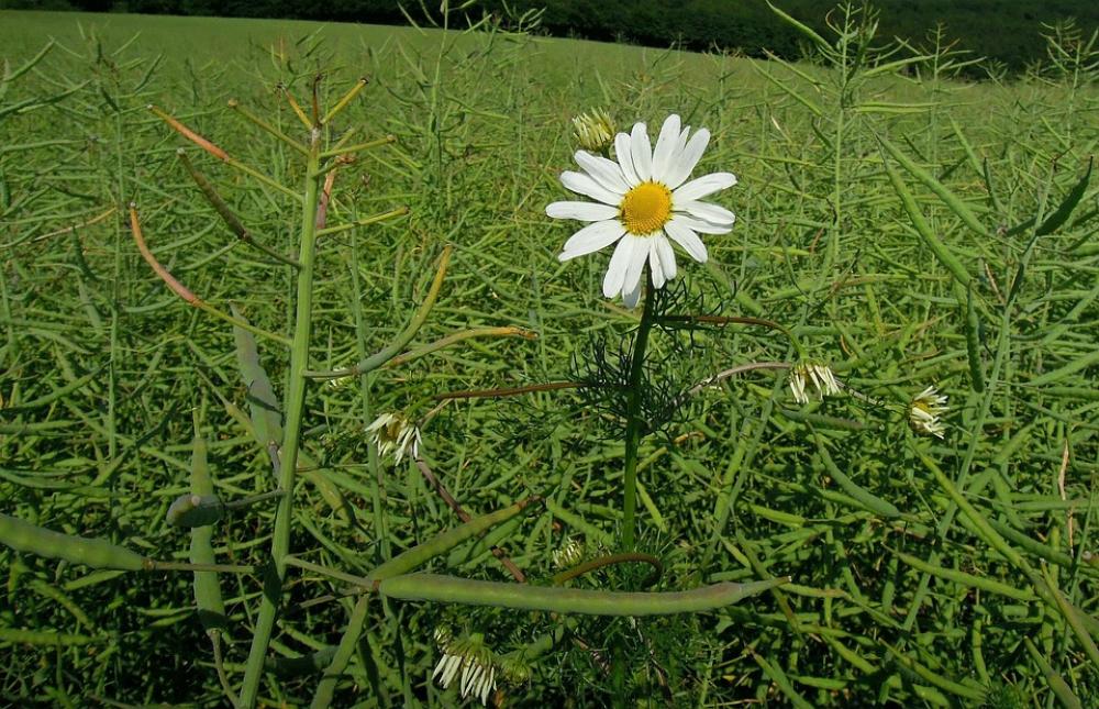 Flower Meadow Margerite Marguerite Individually Flower Meadow Margerite Marguerite Individually