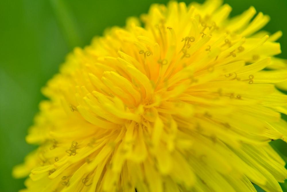 Flower Flowers Summer Flower Summer Bloom Blooms Flower Flowers Summer Flower Summer Bloom Blooms