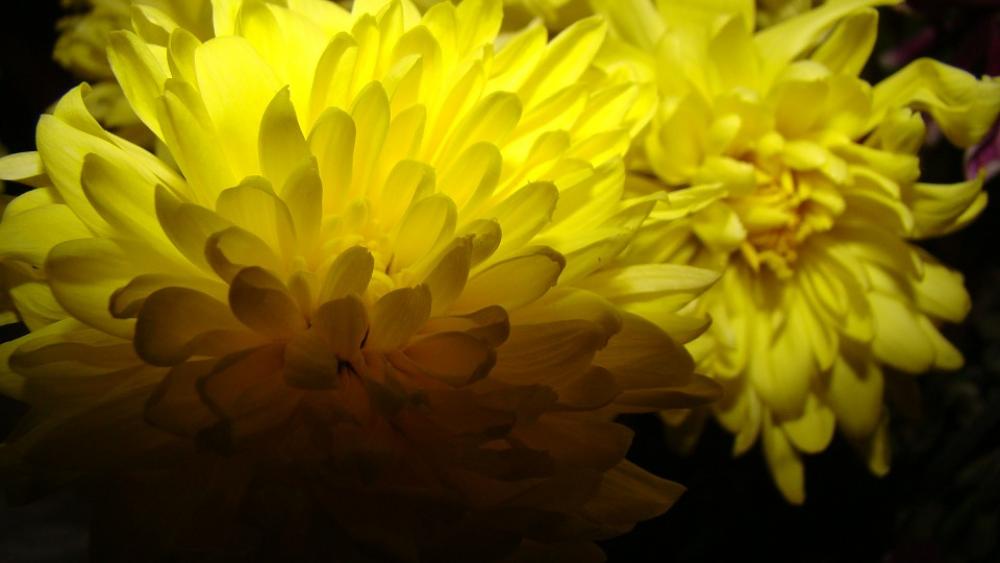 Flower Yellow Nature Garden Petal Light Flower Yellow Nature Garden Petal Light