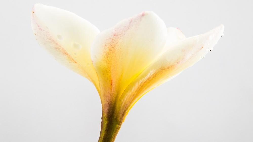 Flower Blossom Bloom White Yellow Close Up Flower Blossom Bloom White Yellow Close Up