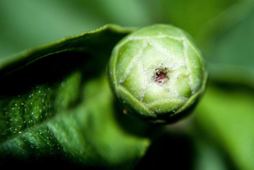 Flower Garden Sprout The Flower Bud Green Flower Garden Sprout The Flower Bud Green