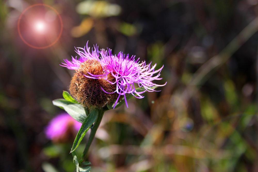 Flower Pink Flower Flowers Nature Plant Spring Flower Pink Flower Flowers Nature Plant Spring