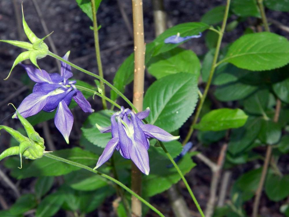 Flower Purple Plant Natural Flower Nature Flower Purple Plant Natural Flower Nature