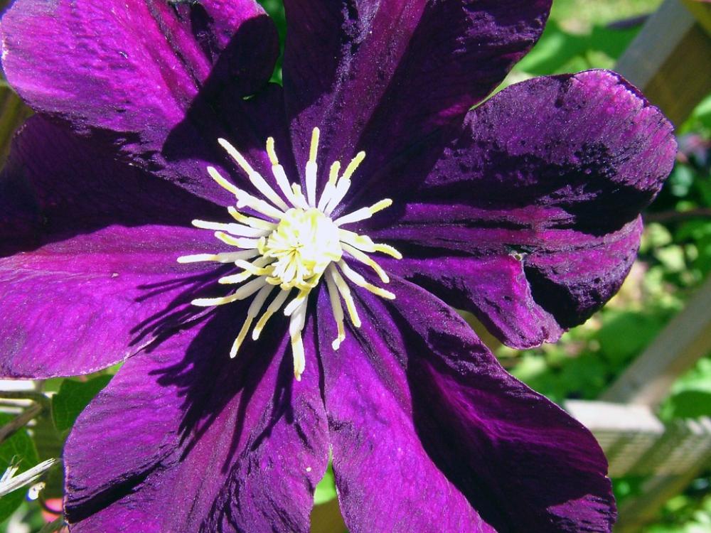 Flower Plant Garden Purple Leaf Flower Plant Garden Purple Leaf