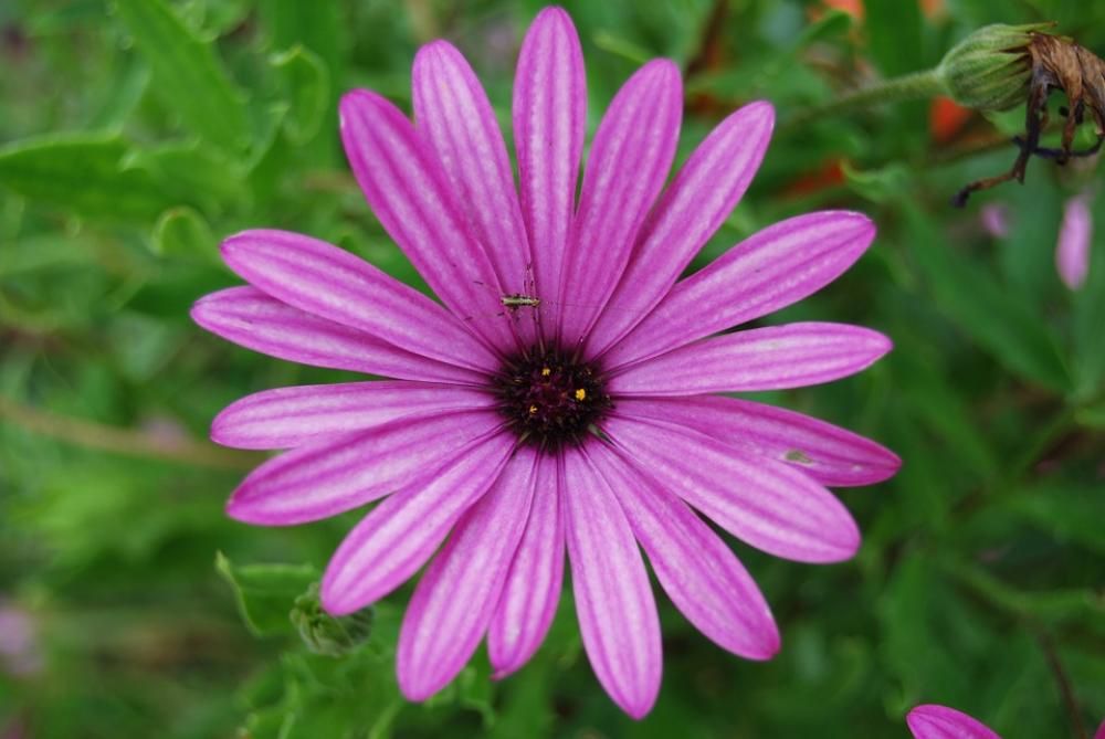 Flower Flowers Spring Garden Flower Flowers Spring Garden