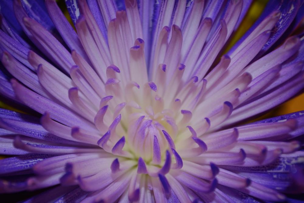 Flower Petals Colorful Bloom Flora Plant Flower Petals Colorful Bloom Flora Plant