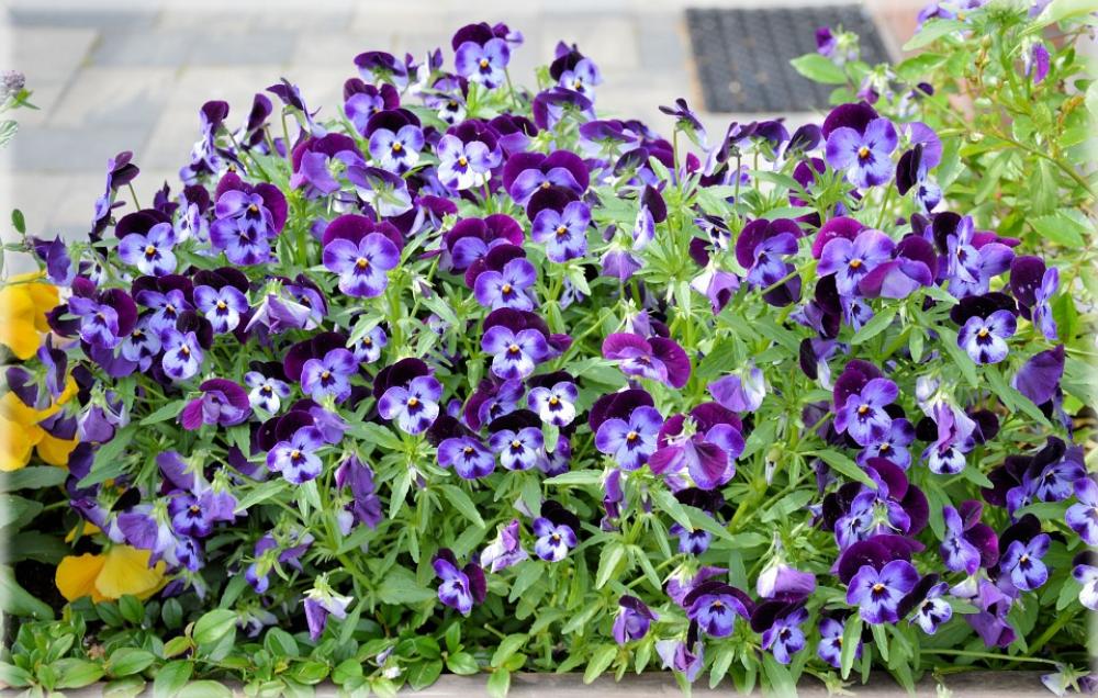 Flower Flowers Bloom Garden Green Plant Plants Flower Flowers Bloom Garden Green Plant Plants