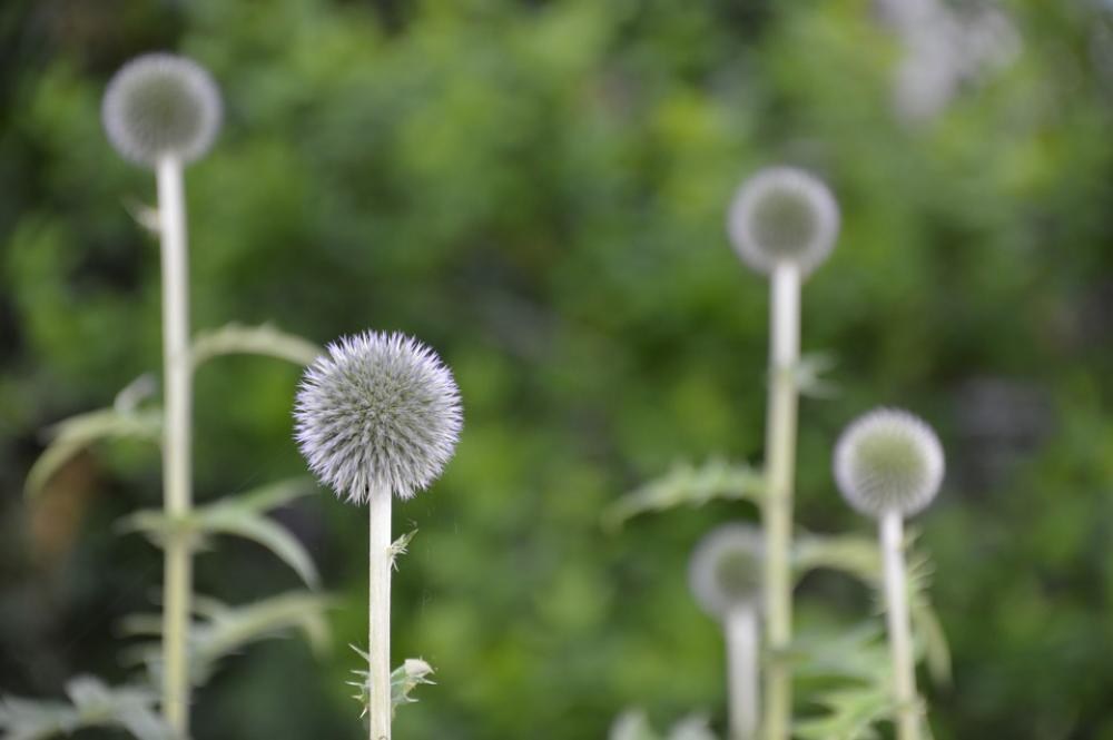 Flower Flowers Bloom Garden Green Plant Plants Flower Flowers Bloom Garden Green Plant Plants