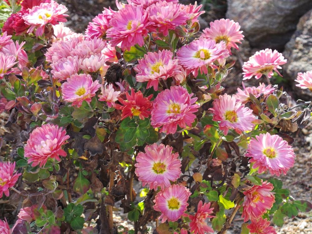 Flower Flowers Purple Flower Color Colorful Flower Flowers Purple Flower Color Colorful