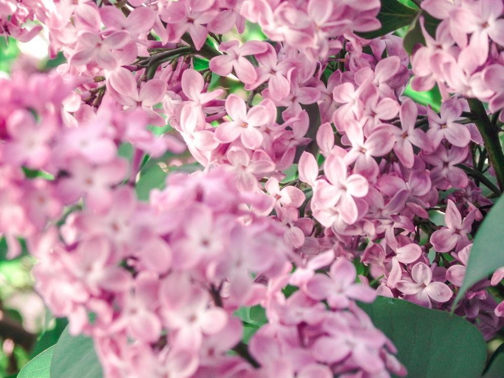 Flower Pink Vintage Blossom Bloom Plant Floristry Flower Pink Vintage Blossom Bloom Plant Floristry