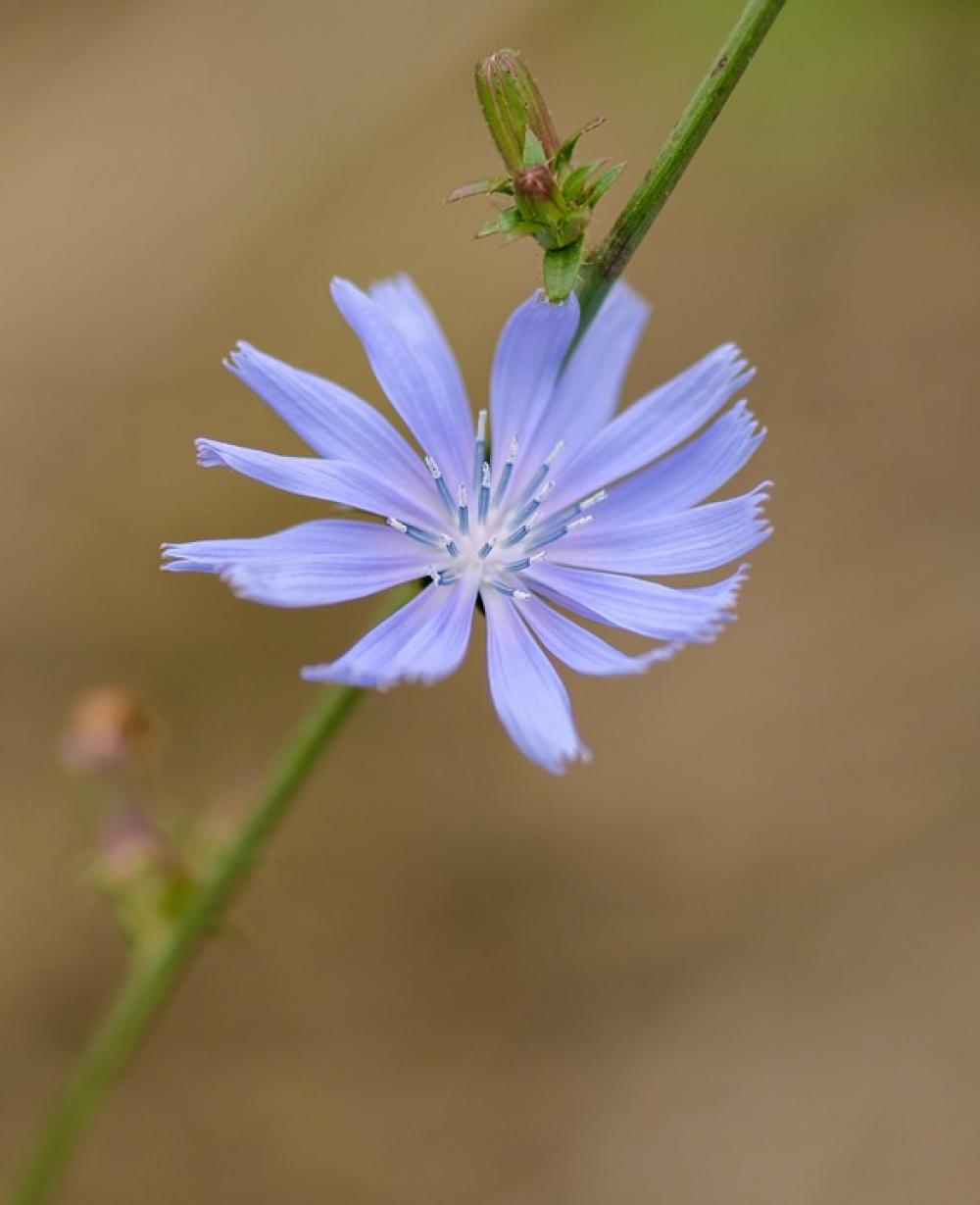 Flower Macro Nature Summer Life Detail Focus Flower Macro Nature Summer Life Detail Focus