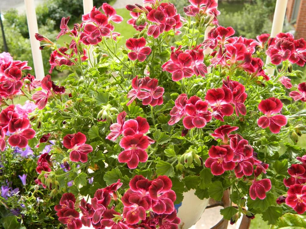 Flower Plant Glowing Colorful Flower Plant Glowing Colorful