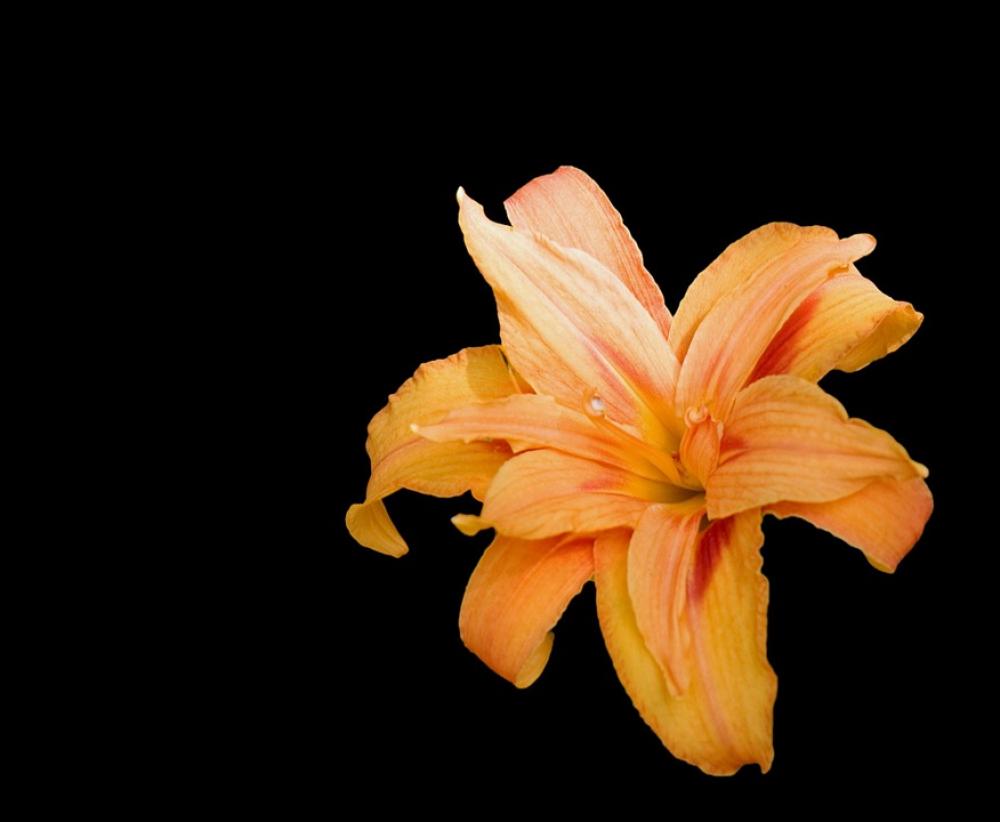 Flower Lily Orange Black Background Beautiful Flower Lily Orange Black Background Beautiful