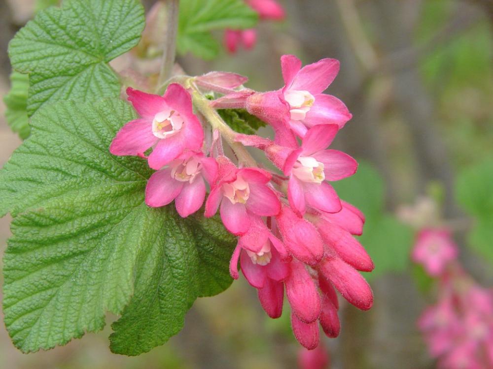 Blossom Bloom Bud Flower Plant Summer Close Up Blossom Bloom Bud Flower Plant Summer Close Up