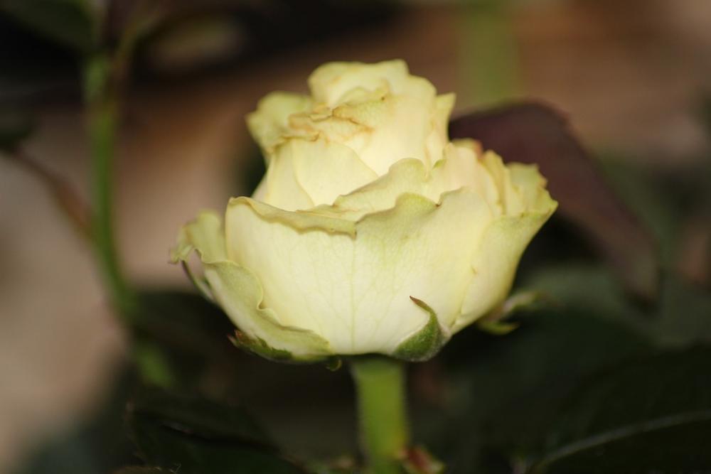 Flower Nature Plant Rose Flower Nature Plant Rose